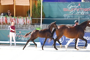 Hengst, Fohlen  , Maxim x Quaterback, Championatsfohlen, Dressurpferd 
