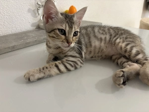 Wunderschöne Bengal-Mix-Kätzchen suchen ein liebevolles Zuhause  