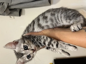 Bengal Mix kitten suchen ab sofort ihr neues zu Hause