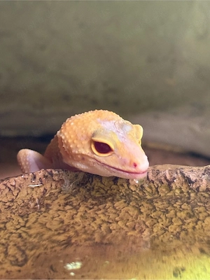Leopardgecko Weibchen Tangerine Radar 