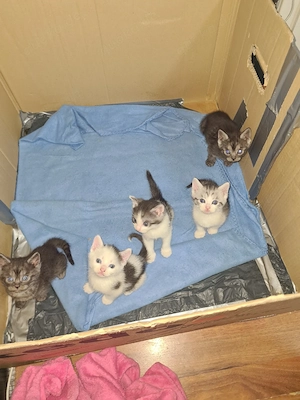 Katzen babys 