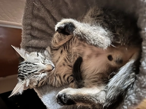 2 Kater Kitten Mix  EKH & BKH