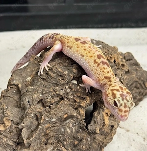 Leopardgecko Pastel WY Tremper Albino Weibchen