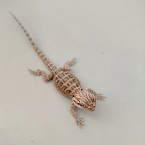 Bartagamen NZ Pogona Vitticeps