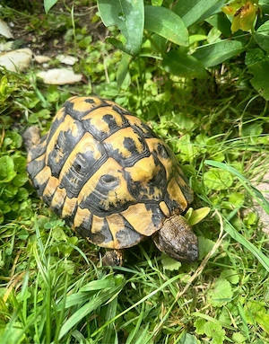 Griechische Landschildkröte NZ 2005