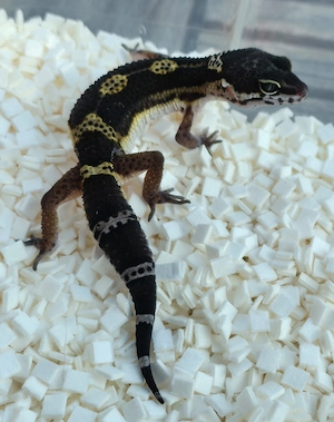 Leopardgeckos 2026 versch. Farbvarianten wie Black Night, Bell Albino, Mandarine, Bold