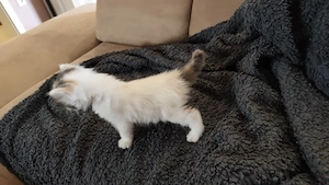 zh abgabe maincoon katze 