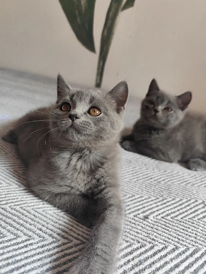 Britisch Kurzhaar (BKH) Kitten   2 Kater, 3 Monate, liebevoll aufgezogen