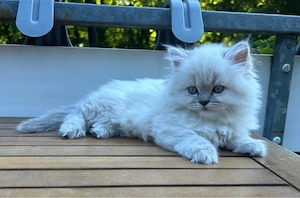 Süßes Britisch Langhaar Perser-Mix Kitten mit blauen Augen