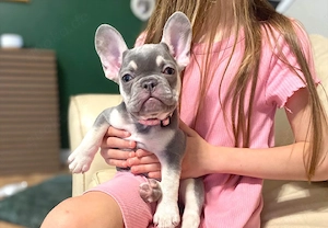 Französische Bulldoggen-Welpen   4 Hündinnen & 2 Rüden   Passau, Bayern