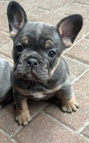 Französische Bulldogge Welpe 