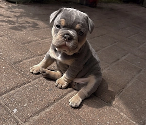 Französische Bulldogge Welpe 