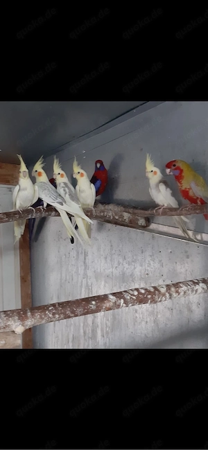 Nymphensittiche, Bourkesittiche, Haslbandsittiche, Prachtrosella und Pennantsittiche abzugeben.