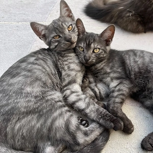Kätzchen suchen eine neue Familie
