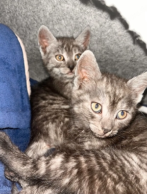 Süße Baby Kätzchen suchen ein neues Zuhause 