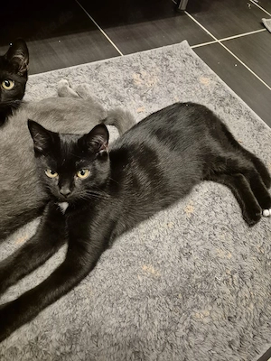Verkaufe 1 Katzen baby Mischlinge aus Britisch Kurzhaar und Hauskatze