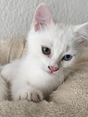 2 zusammen, BKH, Khao Manee, Mix, Kitten, weiß 