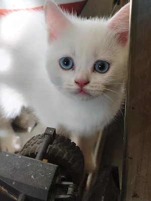 2 weiße, BKH, Brüder, Mix Kitten, Katzenbabys, Blaue Augen, Odd-Eyed