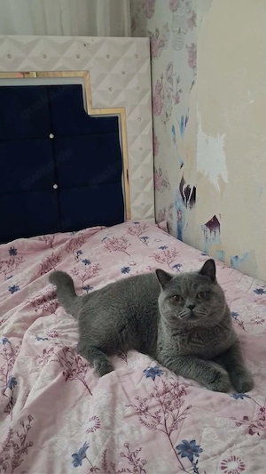 Kater zu verkaufen