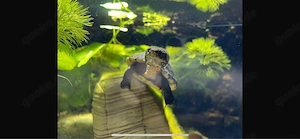 Wasserschildkröte   Kinosternon Leukostomum