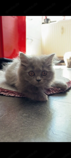 Rassenkatzenmix langaar 