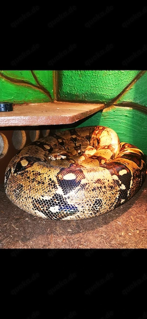Boa Constrictor XXL