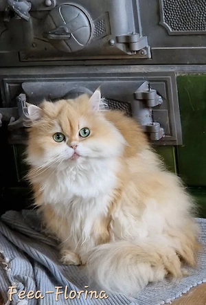 BLH Katze Lady Feea-Florina sucht ab sofort neue liebevolle Familie.