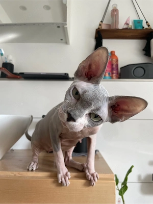 Wurfankündigung Canadian Kanadische Sphynx Kitten mit Stammbaum