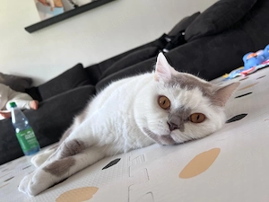 BKH Kater sucht ab sofort ein besonders liebevolles Zuhause auf Lebenszeit!