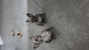 Französische Bulldoggen