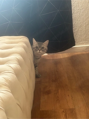 BKH Katze 