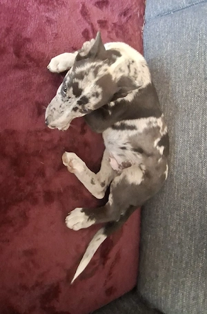 Australien Shepherd mix welpen