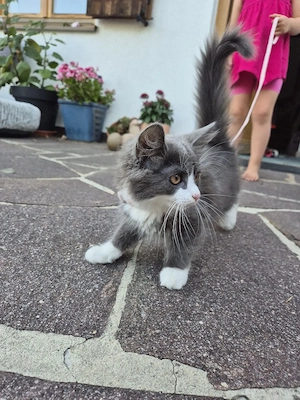Junges Kätzchen Katze 