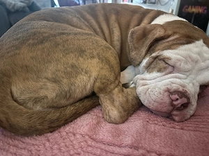 old english bulldog hündin welpe 