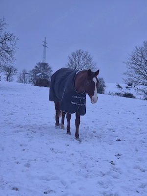 Reitbeteiligung Pferd sucht Mensch