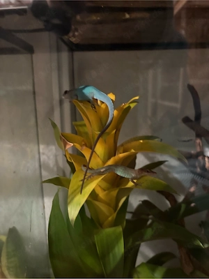 Anolis mamortus 1.1