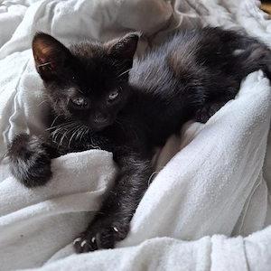 1 Kitten 10 Wochen alt  abzugeben 