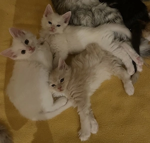 Main Coon Türkisch Angora Mix Kitten