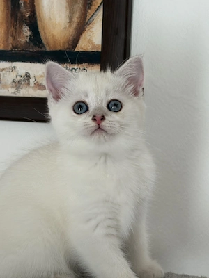 Wunderschönen Kitten(nur noch Mädchen)für 400 Euro  Bild 3