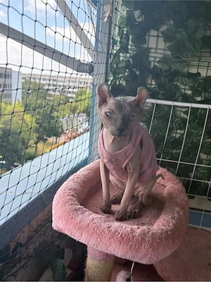 Sphynx Elf dame 2 jahre  Sphinx  Nacktkatze
