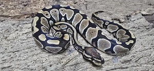 0.1 Python regius, Königspython DNZ 2024  Bild 2