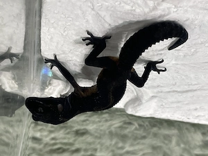 Leopartgecko Jungtiere Black Night -Elterntiere Black Night pure 