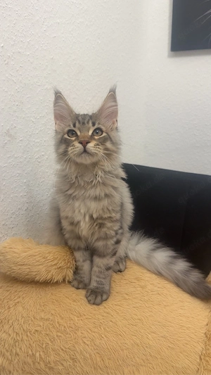 Liebevolles Zuhause für unseren Maine Coon Kater gesucht
