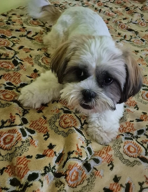 Shih-Tzu Welpe