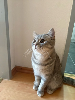 BKH Kater 