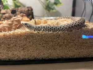 Heterodon Nasicus 