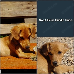 Pinscher Mix Hündin 3kg 4Mon BUNDESWEIT ausreisebereit aus Kroatien 