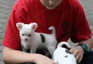 Super süße MINI chihuahua welpen mit Papieren