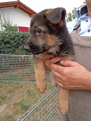 Schäferhundwelpen 