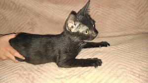 4 Katzenbabys schwarz gau 12 wochen alt 
